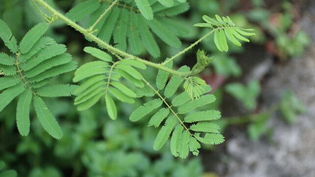 Mimosa pudica, Neptunia plena shrub plant or touch me not plant or mimosa pudica sensitif plant growing in the garden. 'Daun putri malu' shy plant