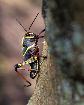 grasshopper on a wooden background