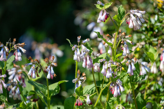 Close up of creeping comfrey (symphytum grandiflorum) flowers in bloom