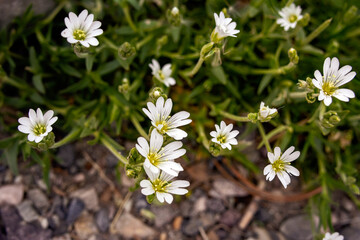 Bunch of little white flowers of Cerastium alpinum (alpine mouse-ear, alpine chickweed) with green foliage grow in the rocky terrain in the alpine meadow in spring. © Saeedatun