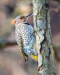 Obraz premium Northern Flicker. A woodpecker with a distinctive red patch on its neck and spotted plumage clings to the side of a tree. The background is softly blurred, emphasizing the bird's detailed markings.