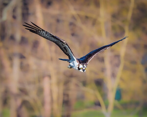 An osprey is captured mid-flight against a blurred, natural background. The bird's wings are spread wide, showcasing its striking feathers as it glides through the air.
