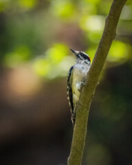 Naklejka premium A small woodpecker with striking black and white plumage and a red patch on its head perches on a slender tree branch. The background is blurred, highlighting the bird's intricate details.