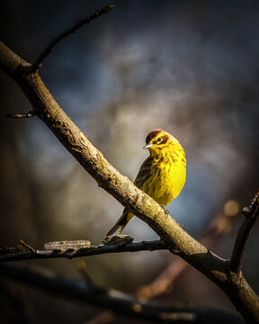 Palm Warbler. A small yellow bird perches gracefully on a branch, striking a vivid contrast against the soft, blurred background. The sunlight highlights its feathers.