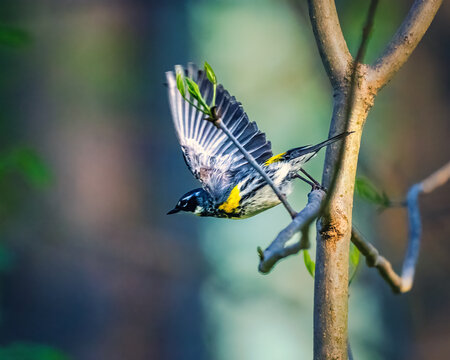 Yellow-Rumped Warbler, A small bird with striking black, white, and yellow markings is captured mid-flight as it flutters near a branch. Sunlight filters through the forest.