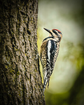 Yellow-Bellied Sapsucker. A woodpecker with striking black, white, and red plumage clings to the side of a textured tree trunk. Its sharp beak and alert posture suggest it's searching for insects.