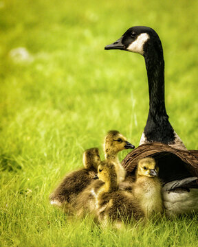 A Canada Goose stands protectively over a group of fluffy goslings on a green field. The young birds huddle closely together, showcasing their soft feathers and curious expressions.