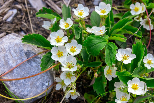 Wild Strawberry Images – Browse 119,147 Stock Photos, Vectors, and