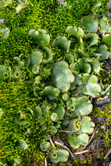Textured Maclose-up photo of Marchantia polymorpha (common liverwort or umbrella liverwort) growing with green moss on the forest floor in a damp shady place. © Saeedatun