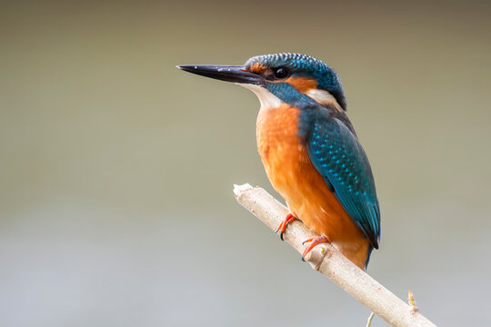 Male common kingfisher (Alcedo atthis) on a branch