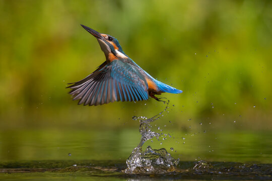 Diving common kingfisher (Alcedo atthis)