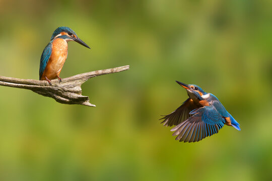 Two common kingfisher (Alcedo atthis) birds in the Netherlands