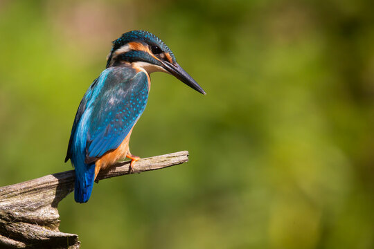 Common kingfisher (Alcedo atthis)