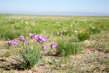 Blossom flowers in Gobi desert grassland, Mongolia