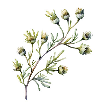 watercolor of Arctotis Branch A Beautifully Detailed illustration graphic, isolated on a white background.