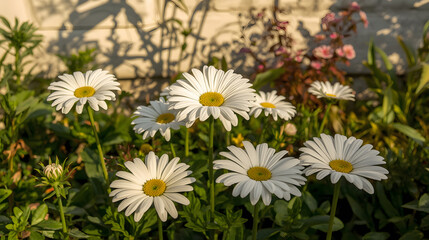 Fototapeta premium White gerbera flowers in garden 