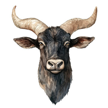 watercolor painting of Anoa A Beautifully Detailed, isolated on a white background.