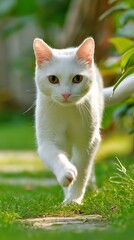 White Cat Strolling Through Green Grass