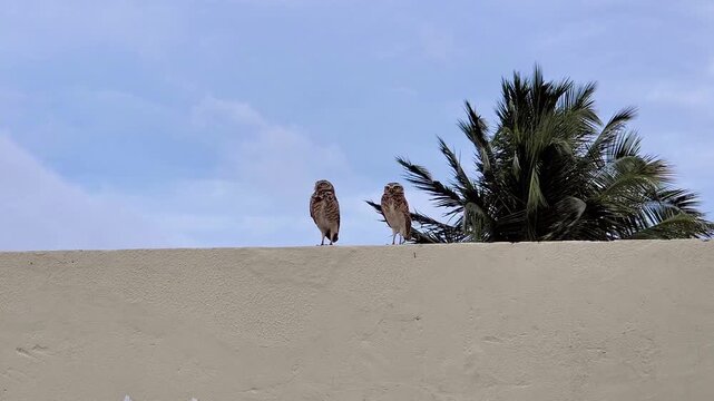 Couple of Owl (Athene cunicularia). Typical owl of Brazilian coast. coruja-buraqueira.