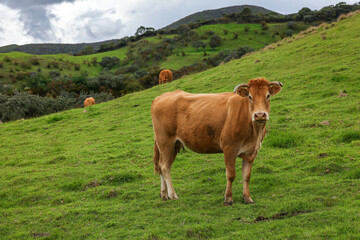 Fototapeta premium Cows in pasture. Mountain meadow. Green meadow in mountains with cows on a summer landscape. Cows in Reunion Island, France 