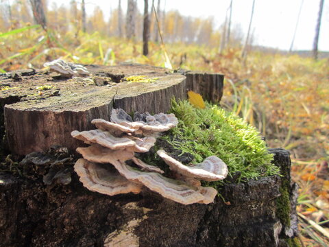 Shelf mushrooms and green moss on an old tree stump in realistic photography, brown grey and vibrant green, representing autumn forest life and biological decay [with copy space]