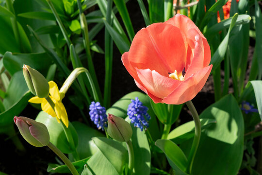 Flowers in a spring garden, selective focus. Red tulip, yellow daffodil and blue muscari in a flower bed.