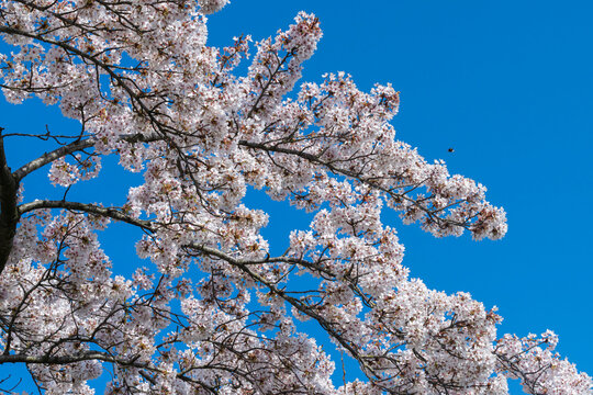 Blossoming cherry branches against the blue sky, selective focus. Spring nature background with  flowering trees.	