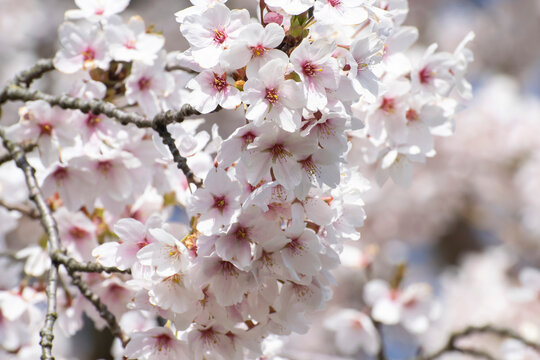 Floral background with white sakura flowers close-up, selective focus