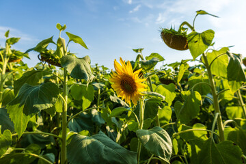 Bright yellow sunflowers stand proudly among lush green leaves, reaching toward a sunny sky on a beautiful summer day filled with warmth and light