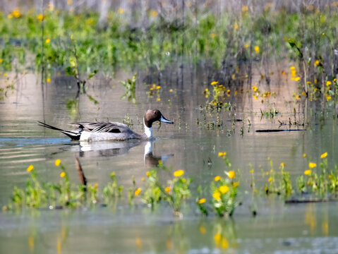 Northern pintail duck wading in a pond with yellow wildflowers in a calm spring scene