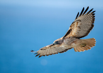 Adult red tailed hawk flying up close over the pacific ocean  © Khaleel