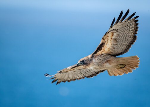Adult red tailed hawk flying up close over the pacific ocean 