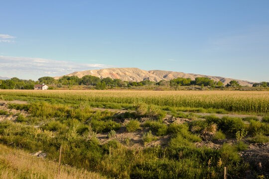 Cornfield Contrasting with Arid Desert Bluffs in Wyoming