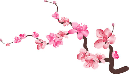 Sakura branch. Realistic floral element. Japanese garden
