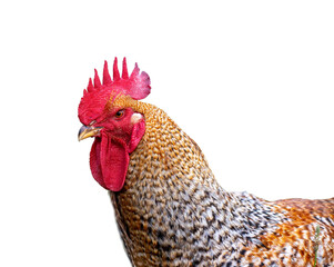 Rooster Head Isolated on Transparent Background