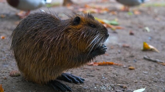 Coypu eating food. Coypu foraging on ground among autumn leaves, consuming food while sitting in urban park environment, displaying typical wildlife feeding behavior of semi-aquatic rodent species