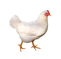 Fototapeta premium White Chicken Isolated on Transparent Background