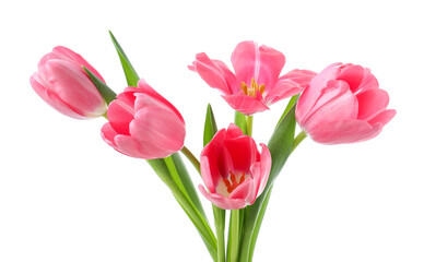 Beautiful blooming pink tulips isolated on white