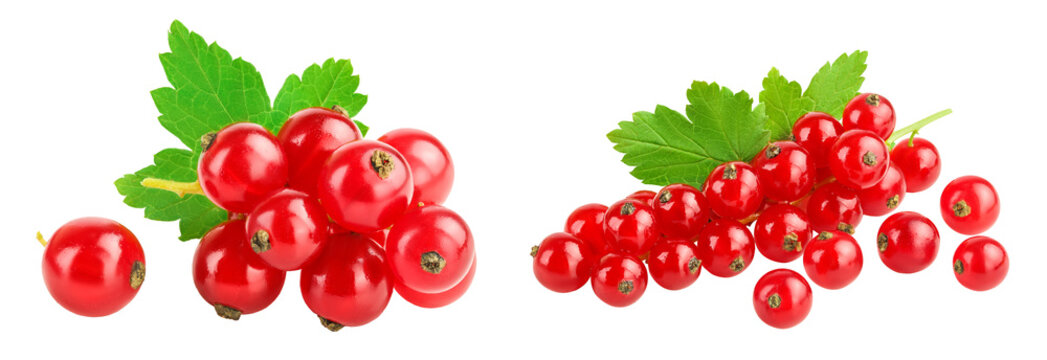 Red currant berries with leaf isolated on white background