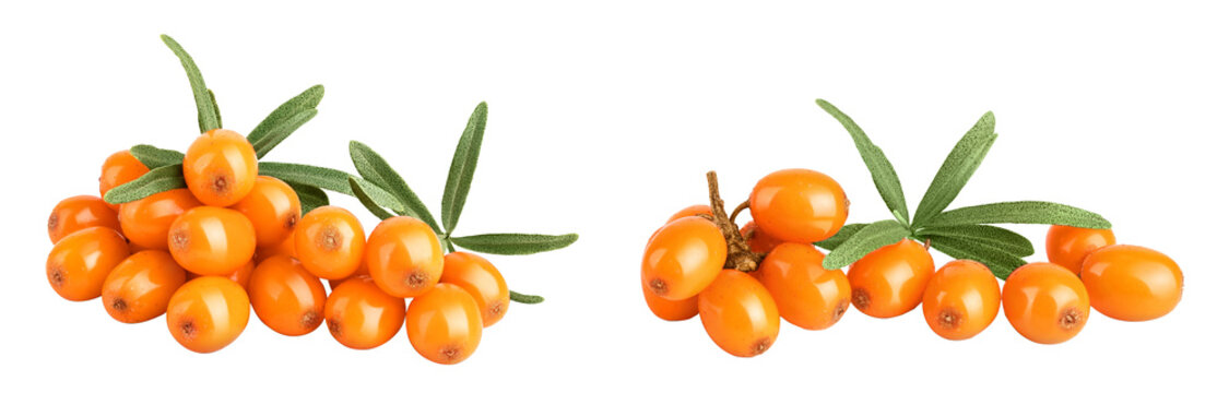 Sea buckthorn. Fresh ripe berry with leaves isolated on white background macro