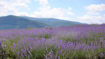 Obraz premium Close up lavender flowers with mountain background