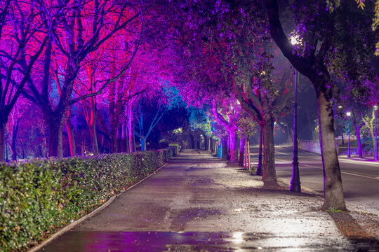 Viale alberato colorato notturno