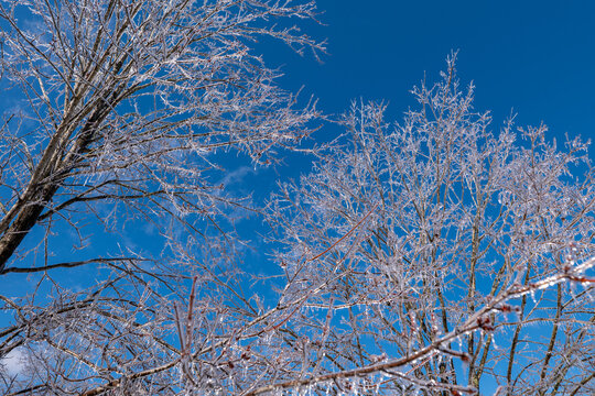Tops of ice covered trees after a winter ice storm