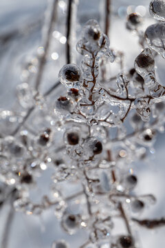 Crepe Myrtle Tree Covered In Ice Close Up Short Depth Of Field
