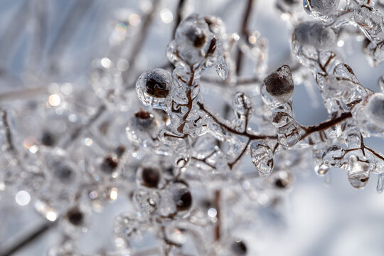 Crepe Myrtle Tree Encapsulated In Ice Close Up Short Depth Of Field