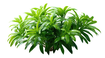 Fototapeta premium Vibrant Lush Green Foliage: A dense cluster of healthy, bright green leaves bursts with vitality, showcasing nature's exquisite design and the refreshing purity of plant life.