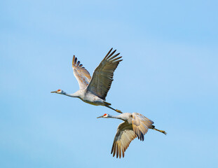 Obraz premium Migrating Sandhill Cranes flying over Hiwassee Wildlife Refuge in Birchwood Tennessee. 