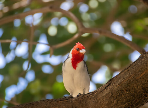 Cardinalis cardinalis