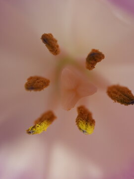 tulip pistil