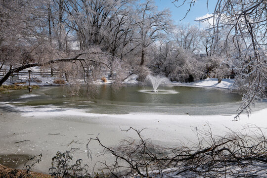 Frozen Trees Around A Half Frozen Pond In The Suburbs